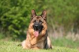 BERGER ALLEMAND 1370